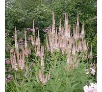 6 x veronicastrum virginicum 'pink glow' - godet 9x9 cm