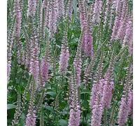 6 x véronique à longues feuilles - veronica 'pink damask' - godet 9x9 cm