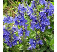 6 x véronique d'autriche - veronica austriaca 'knallblau' - godet 9x9 cm