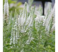 6 x véronique en épis - veronica spicata 'alba' - godet 9x9 cm