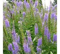 6 x véronique en épis - veronica spicata - godet 9x9 cm