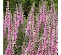 6 x véronique en épis - veronica spicata 'heidekind' - godet 9x9 cm