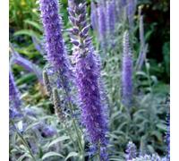6 x véronique en épis - veronica spicata 'incana' - godet 9x9 cm