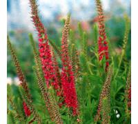 6 x véronique en épis - veronica spicata 'rotfuchs' - godet 9x9 cm