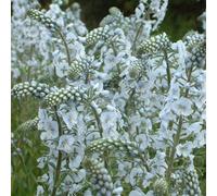 6 x véronique gentiane - veronica gentianoides - godet 9x9 cm