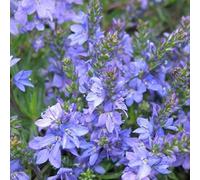 6 x véronique prostrée - veronica prostrata 'blue sheen' - godet 9x9 cm