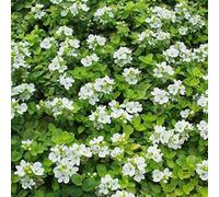 6 x véronique rampante - veronica repens - godet 9x9 cm