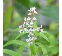 6 x verveine citronnelle - aloysia triphylla (= lippia) - godet 9x9 cm