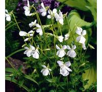 6 x violette à parfum - viola odorata 'alba' - godet 9x9 cm