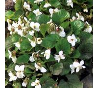 6 x violette sororia - viola sororia 'albiflora' - godet 9x9 cm