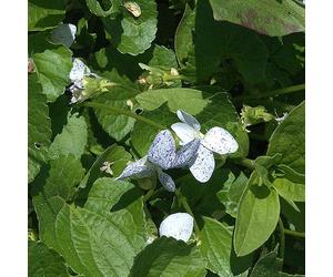 6 x violette sororia - viola sororia 'freckles' - godet 9x9 cm