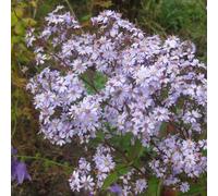 6 x Voile Aster Photograph - Aster 'Photograph' - Pot 9cm x 9cm