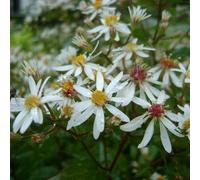 6 x Voile Aster Silver Spray - Aster cordifolius 'Silver Spray' - pot 9cm x 9cm