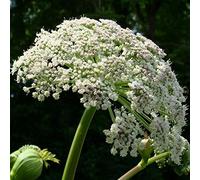 60 graines d'angélique, herbe du Saint-Esprit (Angelica archangelica)