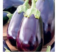60 Graines d'Aubergine Black Beauty - légume jardin potager - méthode BIO