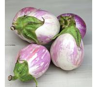 60 Graines d'Aubergine Rontonda di Bianca - SemiSauvage Permaculture