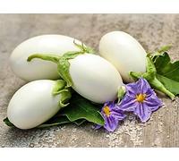 60 Graines d'Aubergine White egg - légume jardin potager terrasse - semences paysannes reproductibles - SemiSauvage