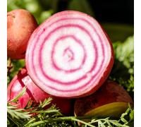 60 Graines De Betterave Chioggia