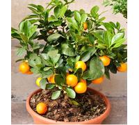 60 graines de clémentine