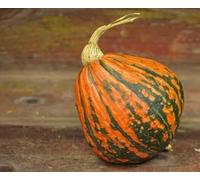 60 graines de courges fraîches Lakota