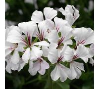 60 graines de fleurs de Combretum indicum