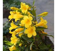 60 graines de fleurs de jasmin