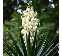 60 graines de fleurs de yucca blanches