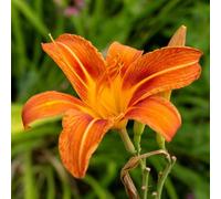 60 graines de fleurs d'hémérocalles