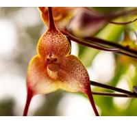 60 graines de fleurs d'orchidées à visage de singe marron