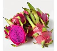 60 Graines de Fruit du Dragon Pitaya - cactus jardin- semences paysannes reproductibles - SemiSauvage