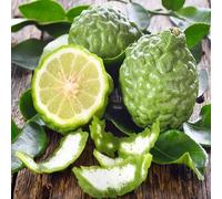 60 graines de fruits de bergamote