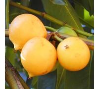 60 graines de fruits de Jaboticaba