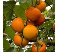 60 graines de fruits de kaki