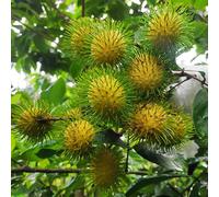 60 graines de fruits de ramboutan
