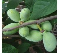 60 graines de fruits Paw Paw vertes