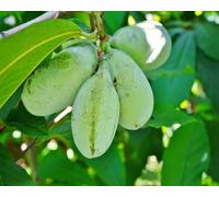 60 graines de fruits verts Asiminia Triloba