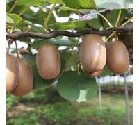 60 graines de kiwi marron