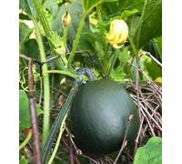 60 graines de légumes Gem Squash