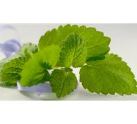60 Graines De Mélisse Officinale