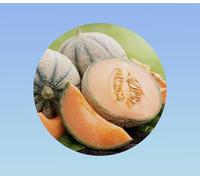 60 graines de melon charentais -saveur douce et juteuse