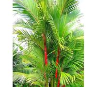 60 graines de palmier vert rouge