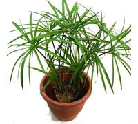 60 graines de papyrus vert