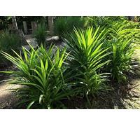 60 graines de plantes de pandan fraîches et neuves