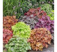 60 graines de plantes Heuchera