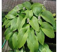 60 graines de plantes Hosta