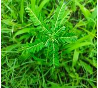 60 graines de plantes phyllanthus vertes