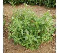 60 graines de plantes vertes Andrographis