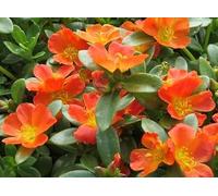 60 graines de pourpier