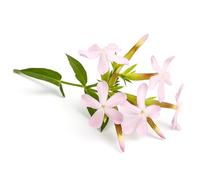 60 Graines de Saponaire Officinale (Saponaria vaccaria) - SemiSauvage Permaculture - graines reproductibles