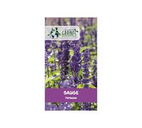 60 Graines de Sauge Farineuse Bleue - Salvia farinacea - Semences de Fleurs Ornementales Mellifères pour Massifs et Pots - Floraison Estivale Prolongée